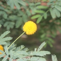 Vachellia farnesiana (L.) Wight & Arn.