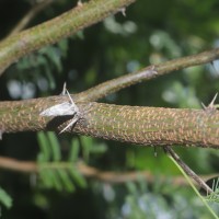 Vachellia farnesiana (L.) Wight & Arn.