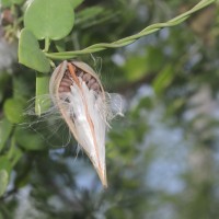 Pentatropis capensis (L.f.) Bullock