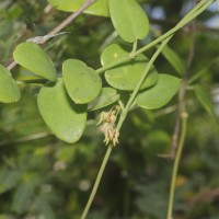 Pentatropis capensis (L.f.) Bullock