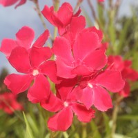 Nerium oleander L.