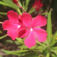 Nerium oleander L.