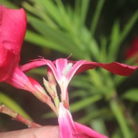 Nerium oleander L.