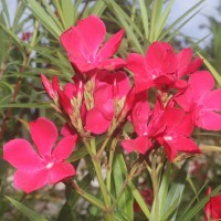 Nerium oleander L.