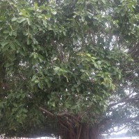 Ficus benghalensis L.