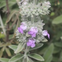 Anisomeles malabarica (L.) R.Br.