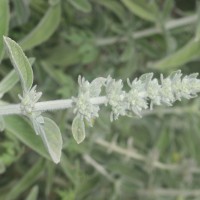 Anisomeles malabarica (L.) R.Br.
