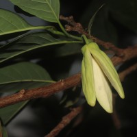 Annona squamosa L.