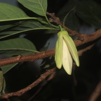 Annona squamosa L.