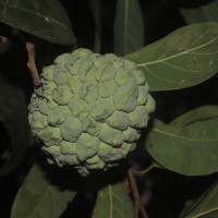 Annona squamosa L.