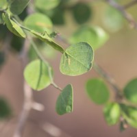 Capparis divaricata Lam.