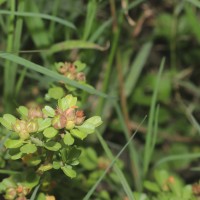 Sida cuneifolia Roxb.