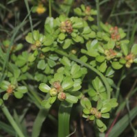 Sida cuneifolia Roxb.