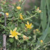 Sida cuneifolia Roxb.