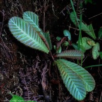 <i>Acrotrema uniflorum</i> var. uniflorum