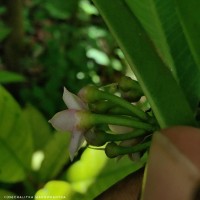 Ardisia elliptica Thunb.