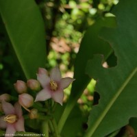 Ardisia elliptica Thunb.