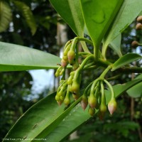 Ardisia elliptica Thunb.