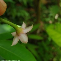 Ardisia elliptica Thunb.