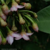 Ardisia elliptica Thunb.