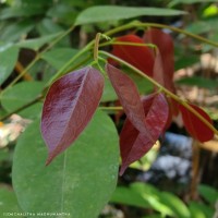 Crudia zeylanica (Thwaites) Benth.