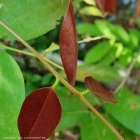 Crudia zeylanica (Thwaites) Benth.