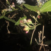 Strobilanthes walkeri Arn. ex Nees