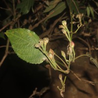 Strobilanthes walkeri Arn. ex Nees