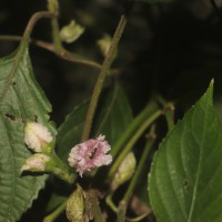 Strobilanthes walkeri Arn. ex Nees