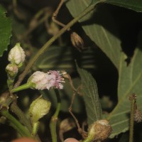 Strobilanthes walkeri Arn. ex Nees
