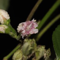 Strobilanthes walkeri Arn. ex Nees