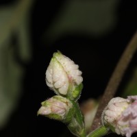 Strobilanthes walkeri Arn. ex Nees