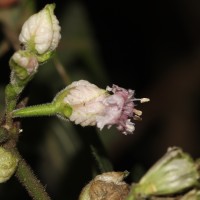Strobilanthes walkeri Arn. ex Nees