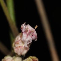 Strobilanthes walkeri Arn. ex Nees