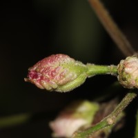 Strobilanthes walkeri Arn. ex Nees