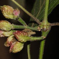 Strobilanthes walkeri Arn. ex Nees