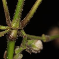 Strobilanthes walkeri Arn. ex Nees