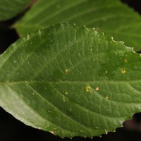 Strobilanthes walkeri Arn. ex Nees