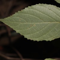 Strobilanthes walkeri Arn. ex Nees
