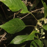 Strobilanthes walkeri Arn. ex Nees