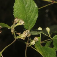 Strobilanthes walkeri Arn. ex Nees