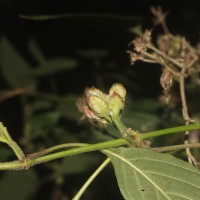 Strobilanthes walkeri Arn. ex Nees