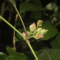 Strobilanthes walkeri Arn. ex Nees