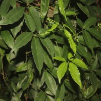 Strobilanthes walkeri Arn. ex Nees
