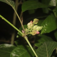 Strobilanthes walkeri Arn. ex Nees