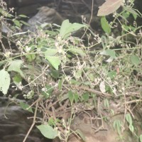 Strobilanthes walkeri Arn. ex Nees