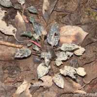 Cryptocoryne alba de Wit