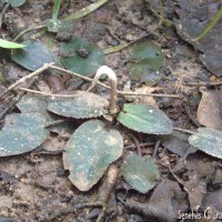 Cryptocoryne alba de Wit