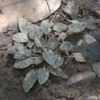 Cryptocoryne alba de Wit