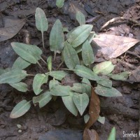 Cryptocoryne alba de Wit
